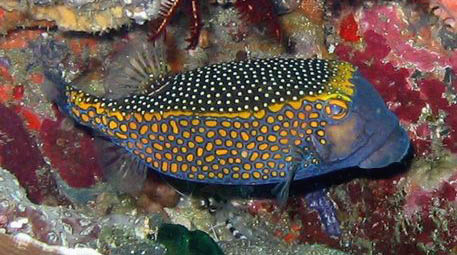 OSTRACION MELEAGRIS
